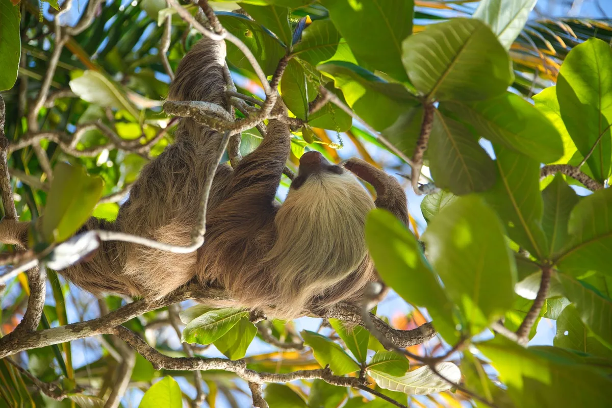 A sloth resting in the leaves at a Roatan animal sanctuary