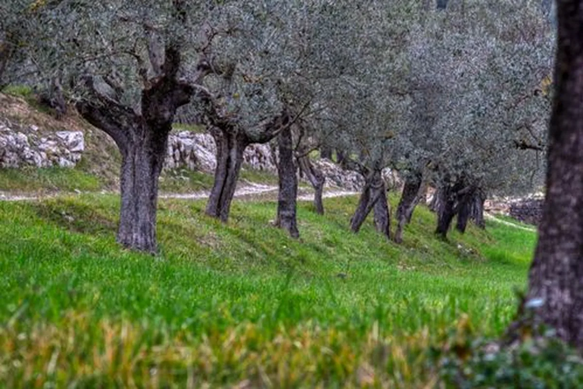 Old olive trees in a grove near Ronda