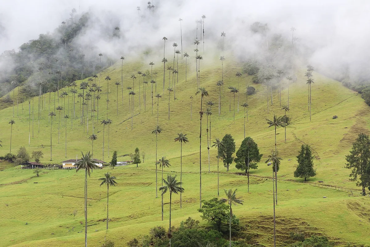 Wax palms rising through mist on the green slopes of the Cocora Valley