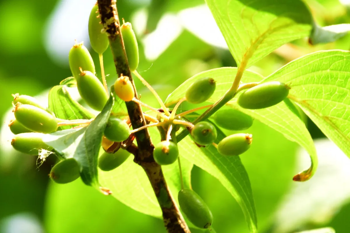 Green coffee cherries ripening on the branch at a Quindío finca