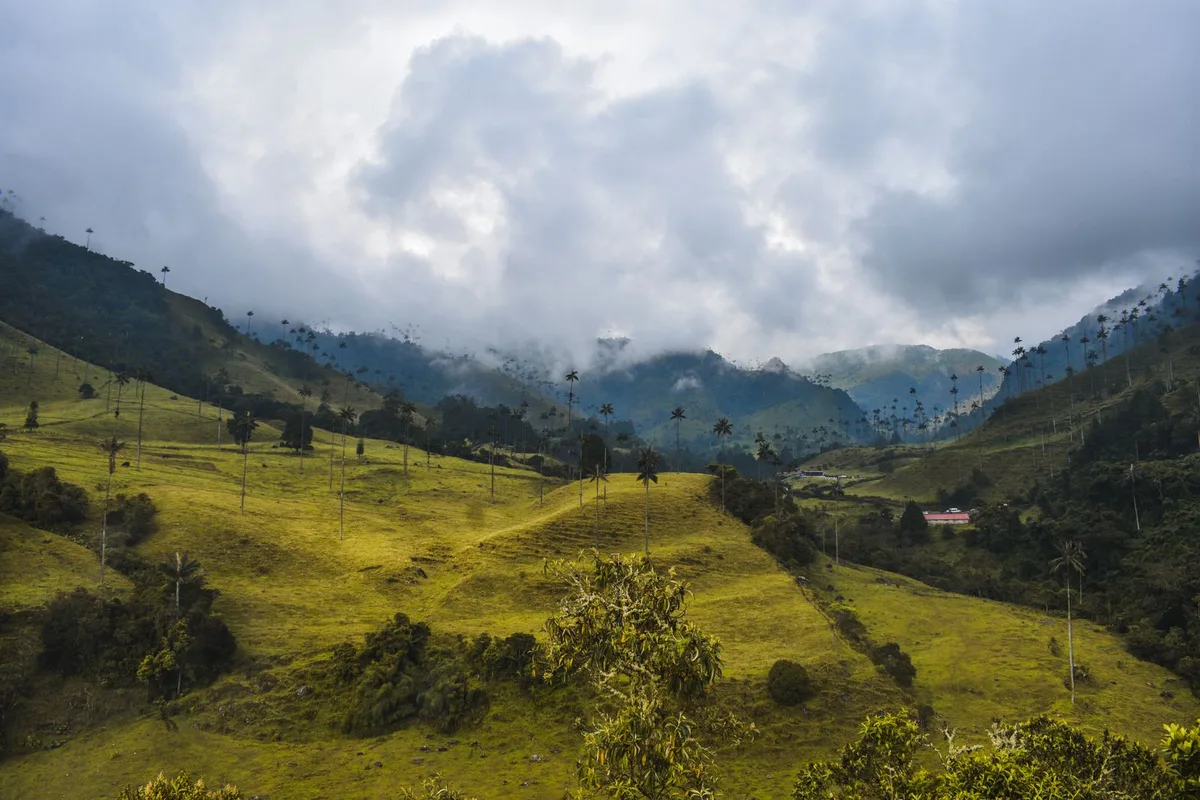 The Cocora Valley under morning cloud, wax palms above the pastures