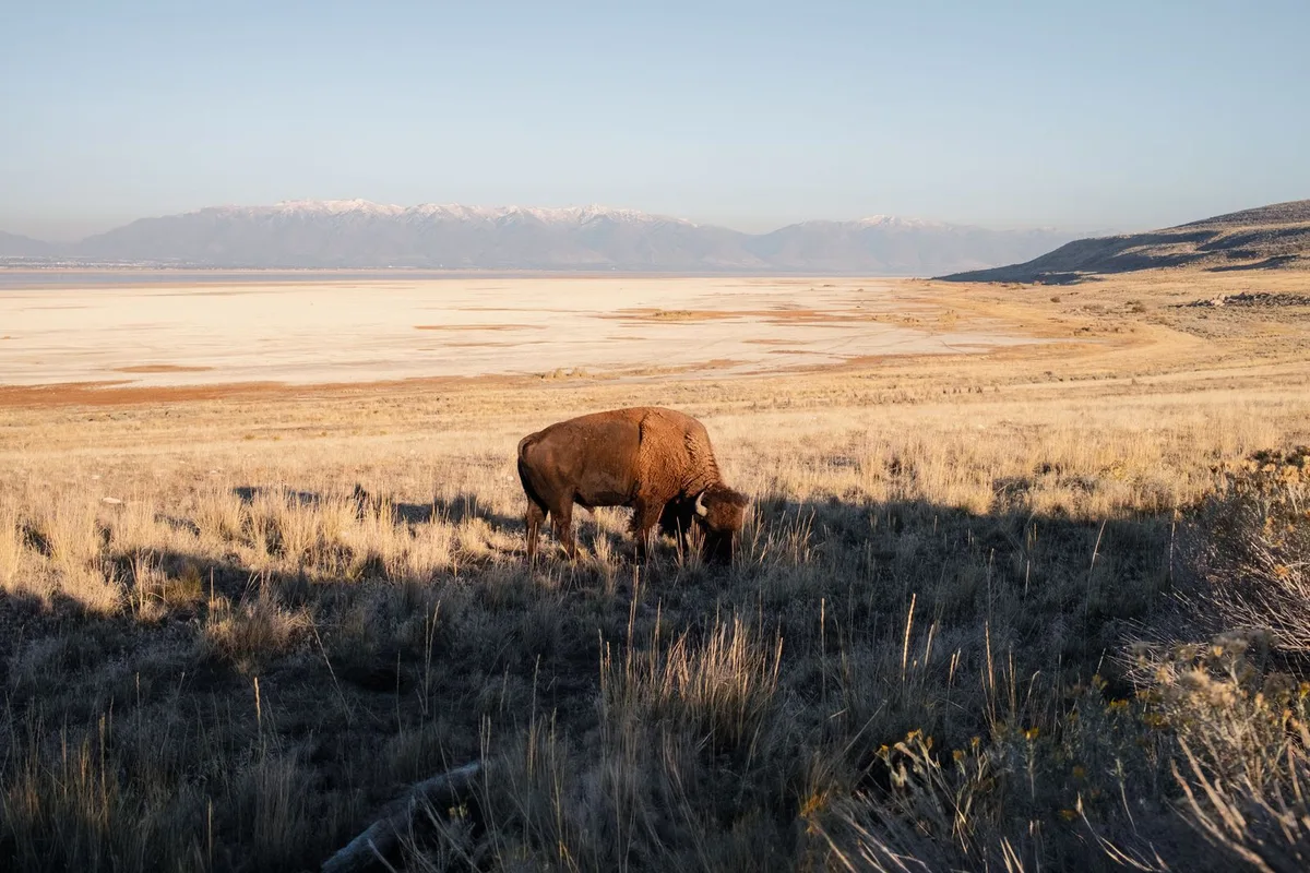 A bison grazing on Antelope Island with the Great Salt Lake behind