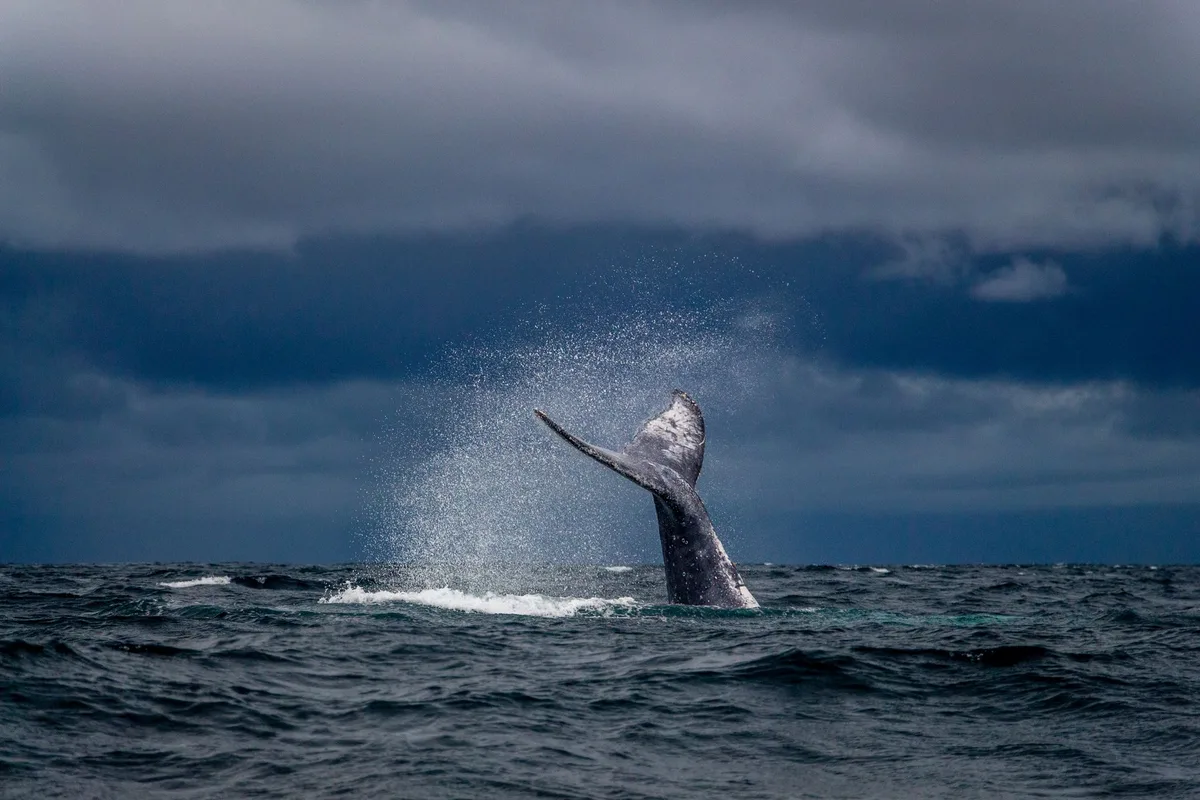 A humpback whale's tail lifting clear of a dark sea under storm cloud