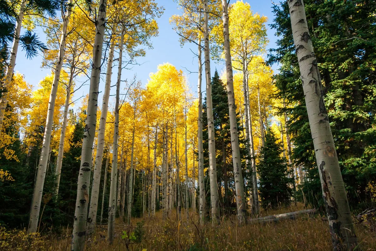 Golden aspen trees in full autumn colour under a blue sky in the Sangre de Cristo foothills