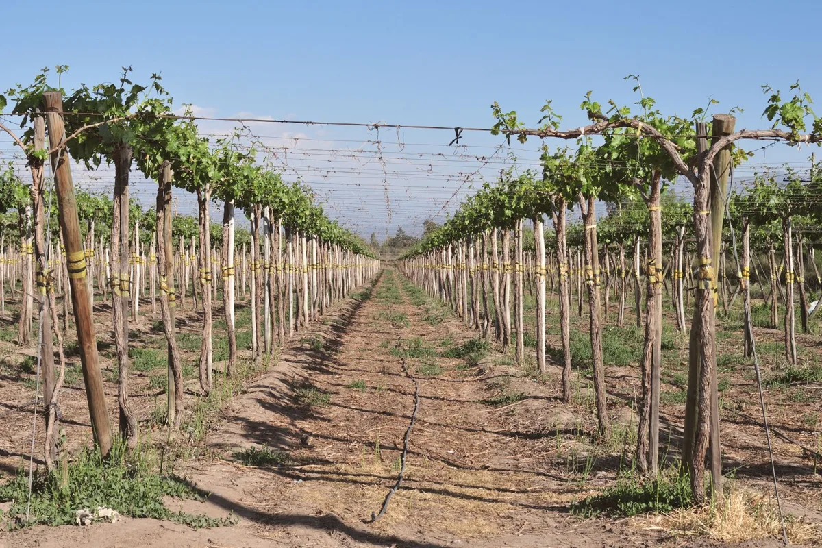 Vineyard rows under a clear sky in the Maipo Valley
