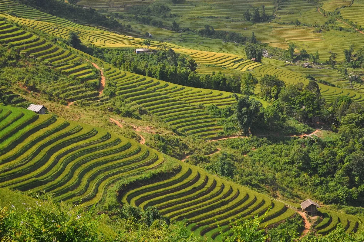 Golden rice terraces stepping down the hillsides above Sapa