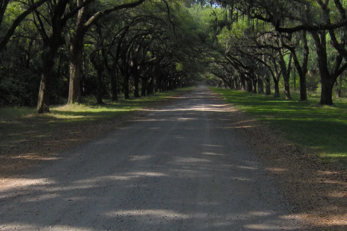 The live oak avenue at Wormsloe Historic Site, Spanish moss overhead