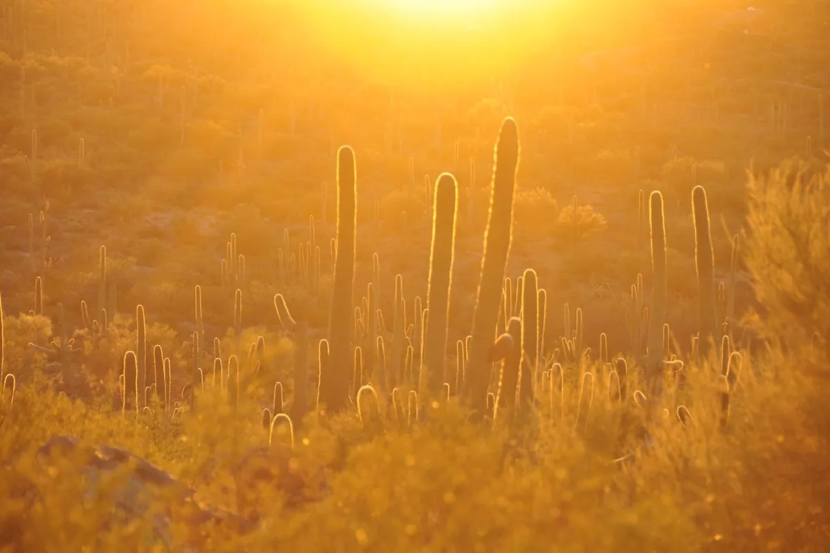 Saguaros glowing gold in late desert light near Scottsdale