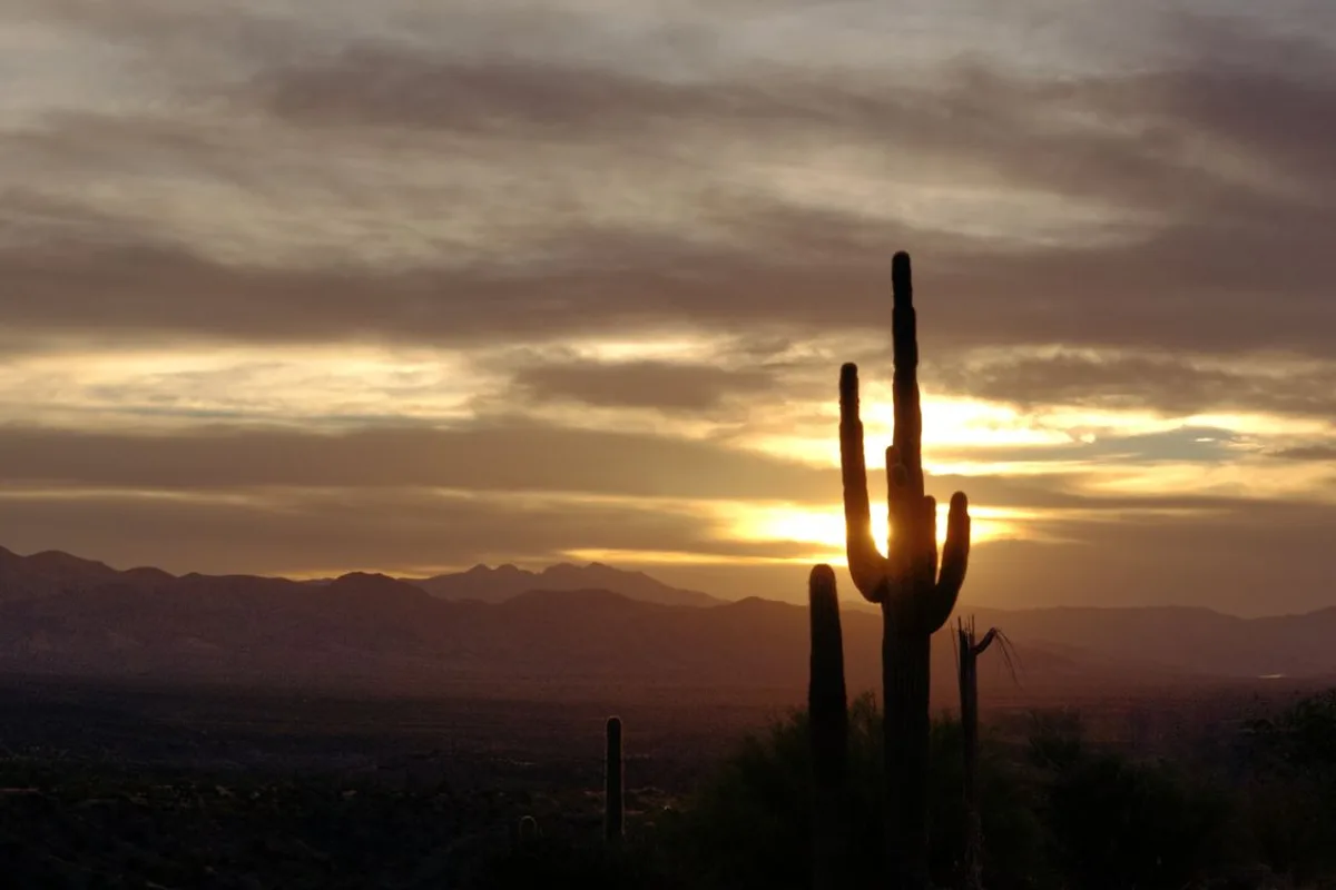 A saguaro silhouetted against a Sonoran Desert sunset