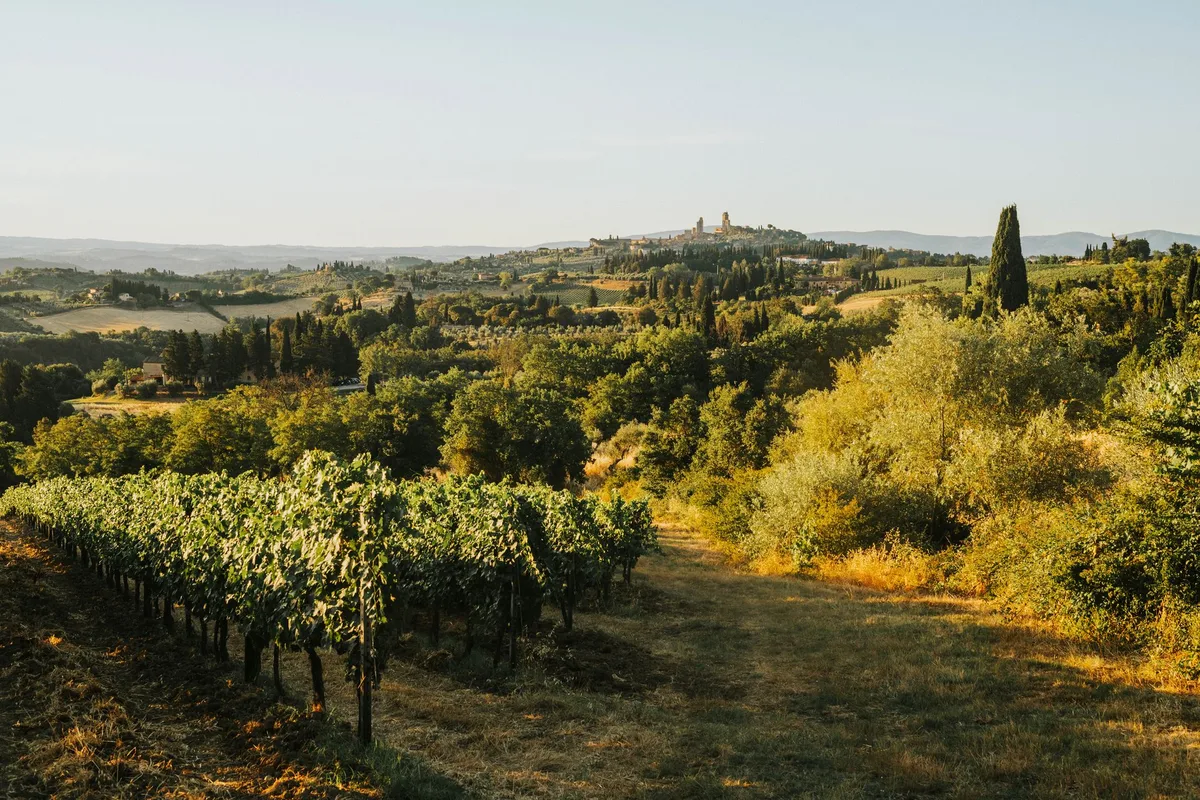 Vineyard rows climbing a green Chianti hillside, a hilltop town on the ridge behind