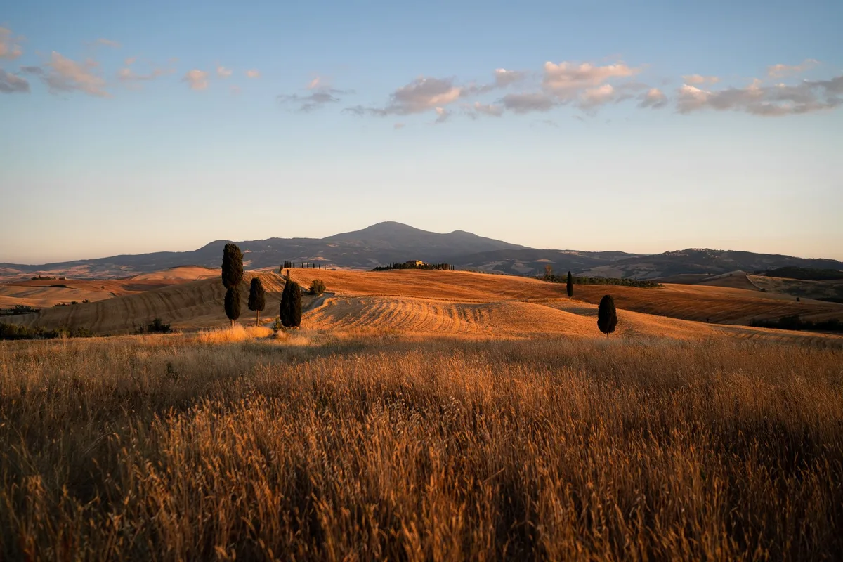 Golden Val d'Orcia hills at dusk, cypress trees standing along the ridge lines