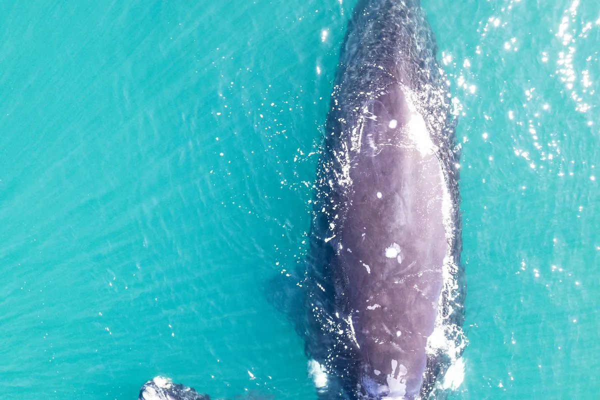 A bottlenose dolphin and her calf seen from above in clear turquoise water