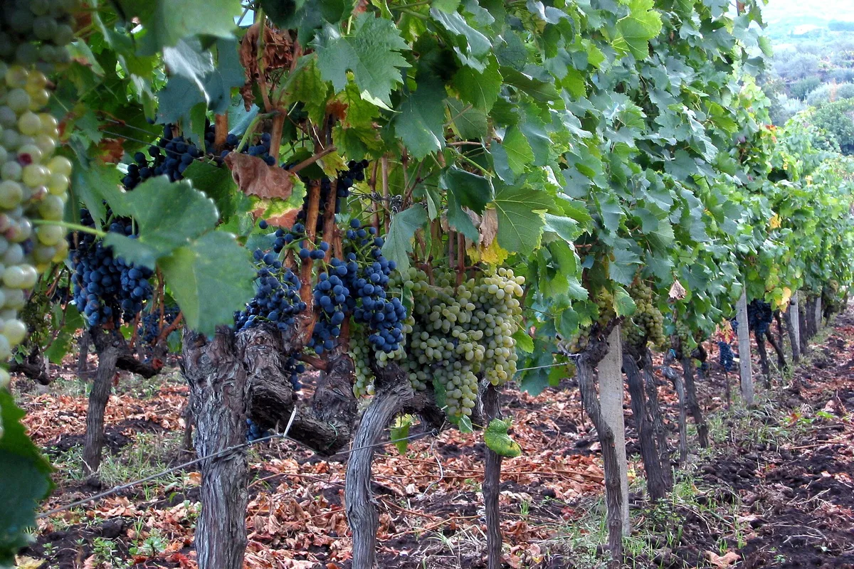 Vines on the slopes of Mount Etna at Passopisciaro, north of Taormina