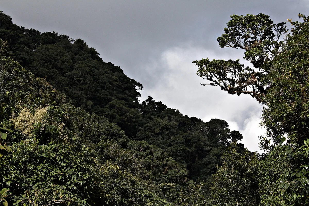 Cloud forest climbing the green slopes of La Tigra National Park