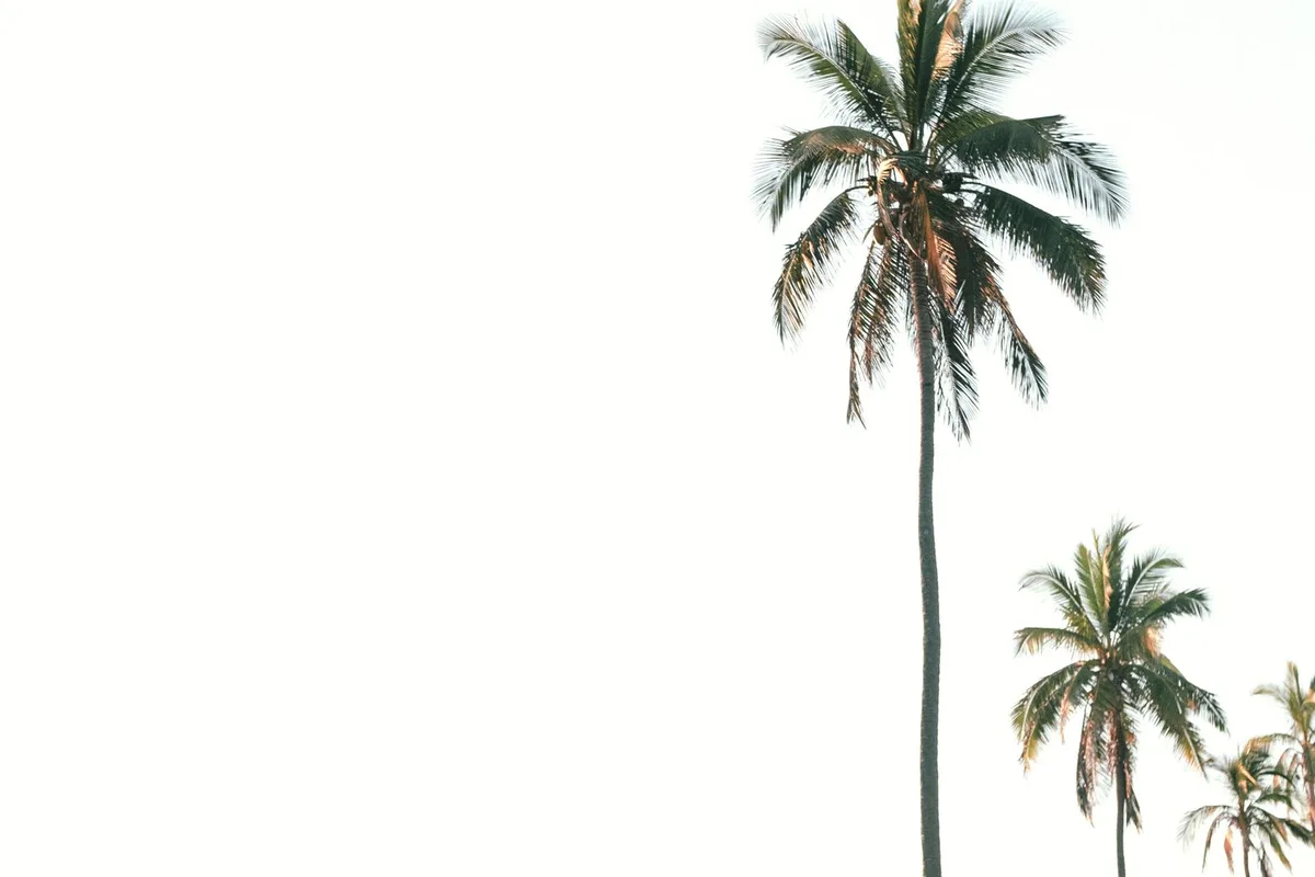 Tall palms over the Todos Santos oasis at golden hour, the Pacific beyond