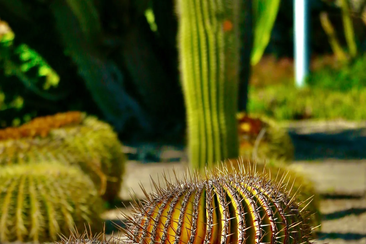 Golden barrel cacti and a tall columnar cactus in a Baja garden