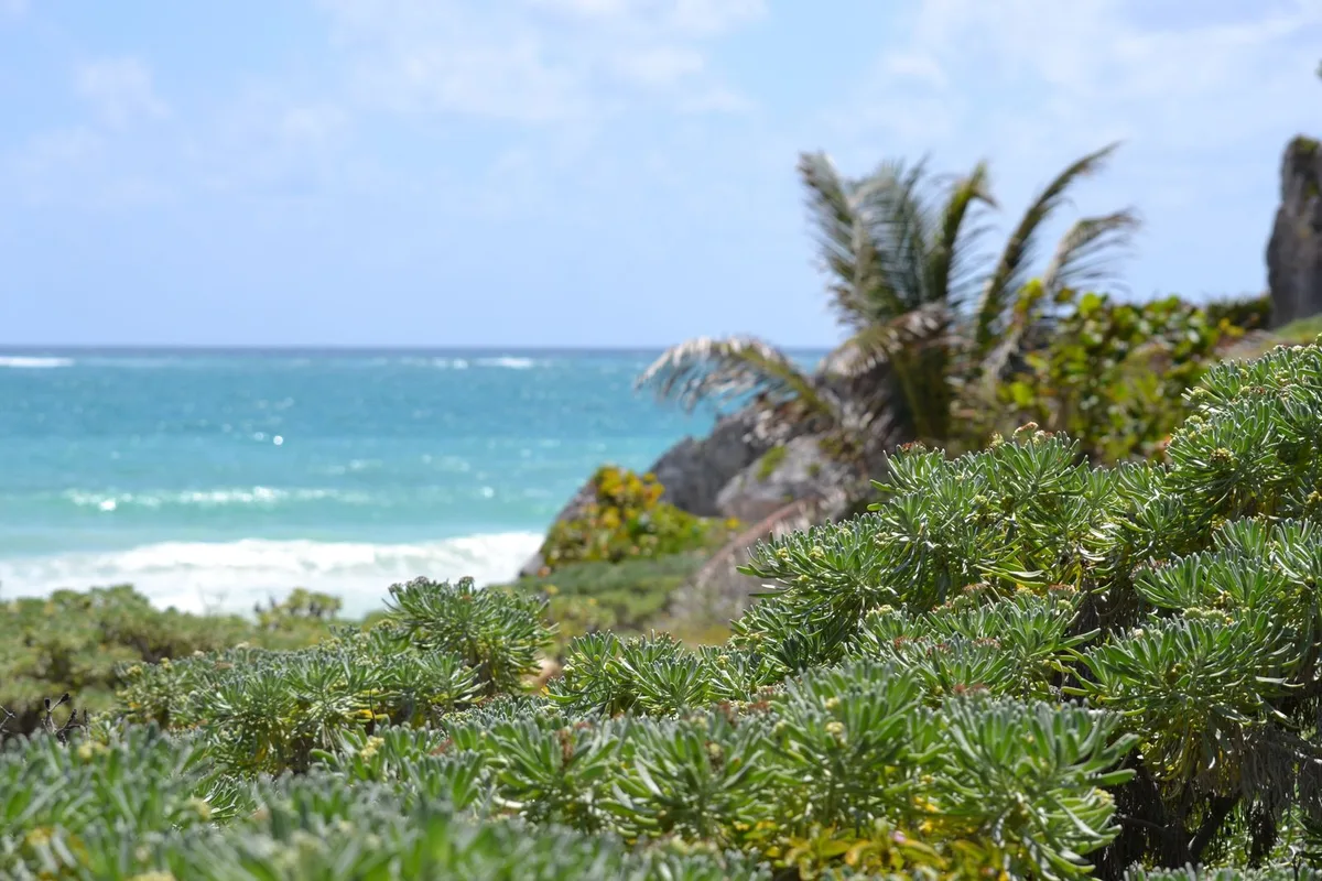 Coastal scrub above the Caribbean by the Tulum ruins