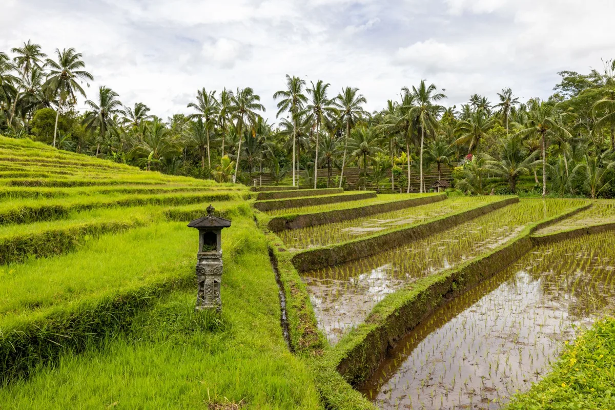 Flooded rice terraces and palm trees in the fields outside Ubud