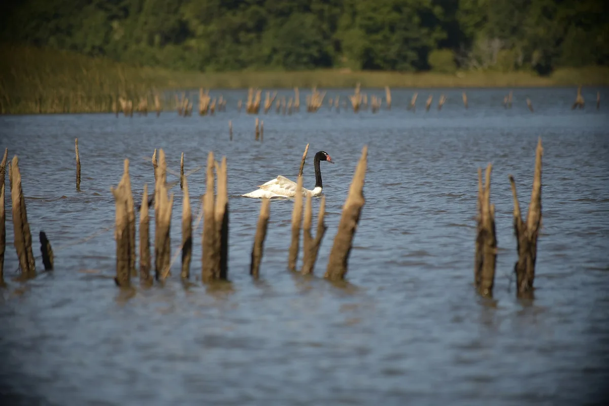 A black-necked swan among the drowned tree stumps of the Río Cruces wetland