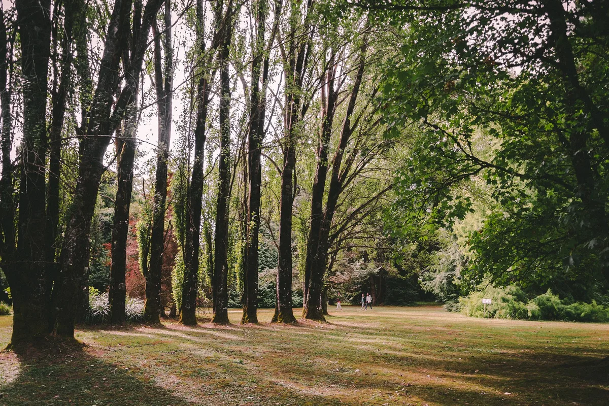 Tall trees and sunlit lawns in the Jardín Botánico on Isla Teja, Valdivia