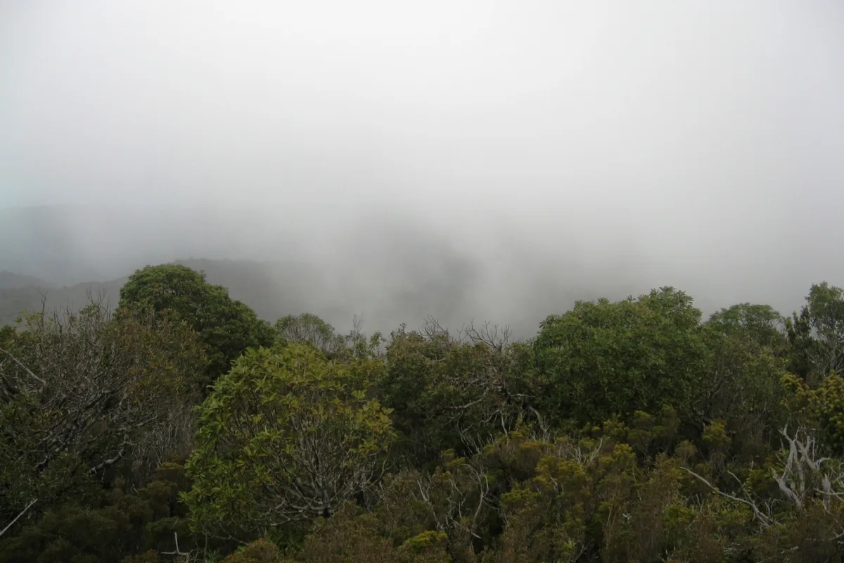 Mist hanging over the Valdivian rainforest at Parque Oncol, above the coast near Valdivia