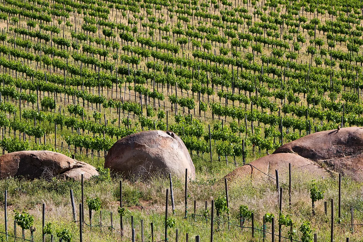 Vineyard rows running between granite boulders in Valle de Guadalupe