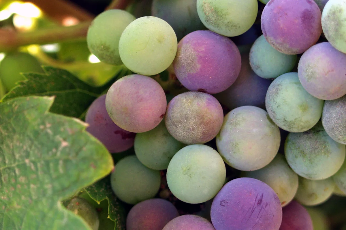 Grapes turning colour on the vine in Valle de Guadalupe