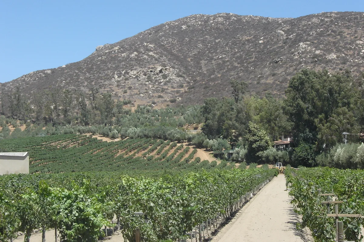 A dirt track running between vine rows toward the granite hills of Valle de Guadalupe