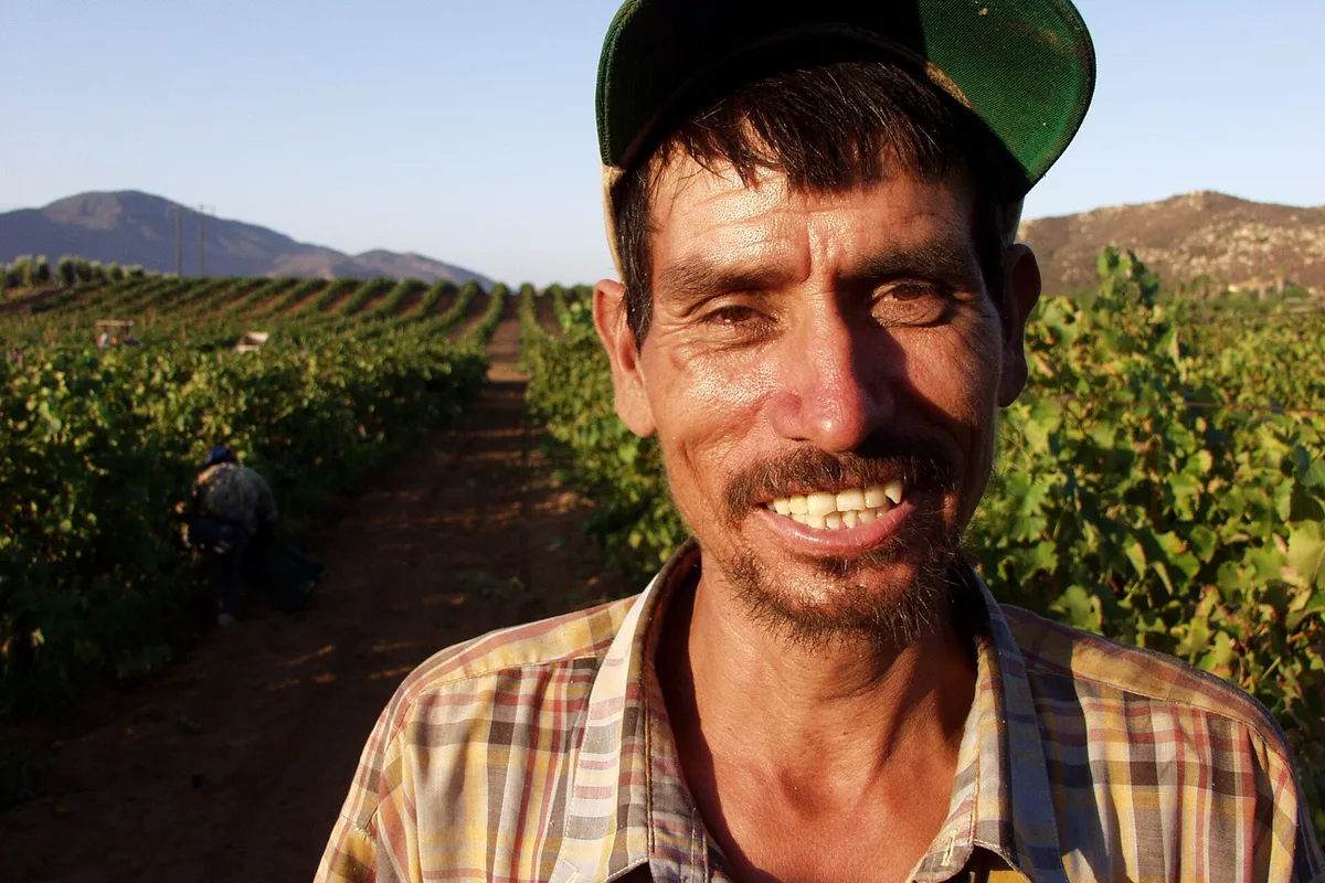 A vineyard worker among the rows in Valle de Guadalupe at harvest