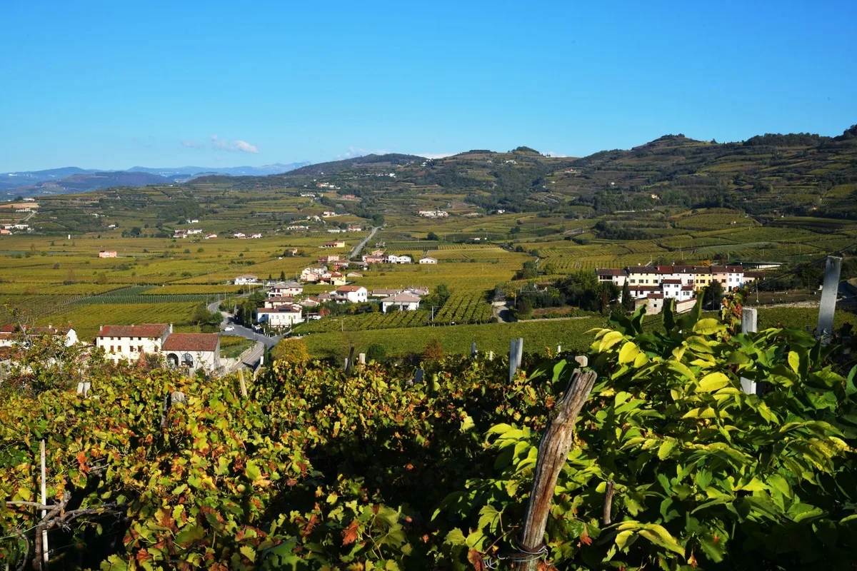 Vineyard rows across the green hills of the Valpolicella wine country near Verona