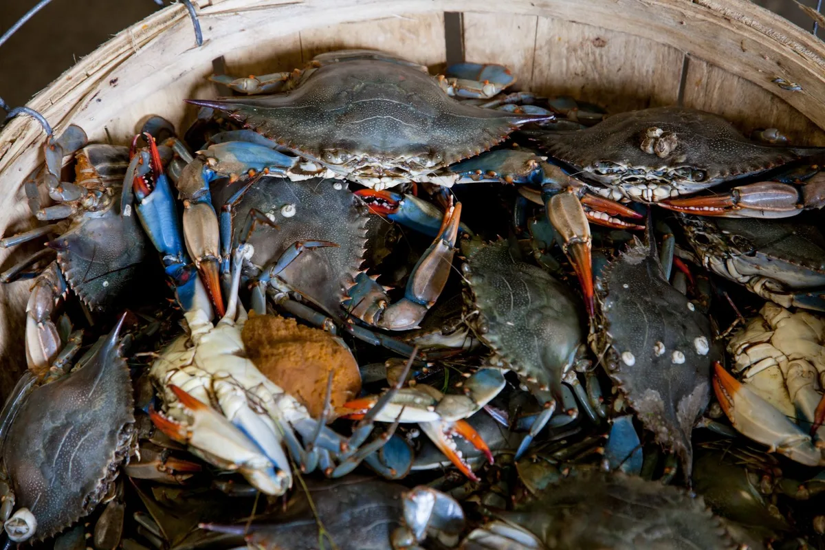 A bushel basket of live Chesapeake blue crabs, blue claws and orange-tipped shells